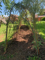 The hugely popular willow tunnel