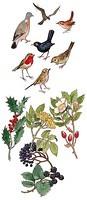 Birds, holly and berries